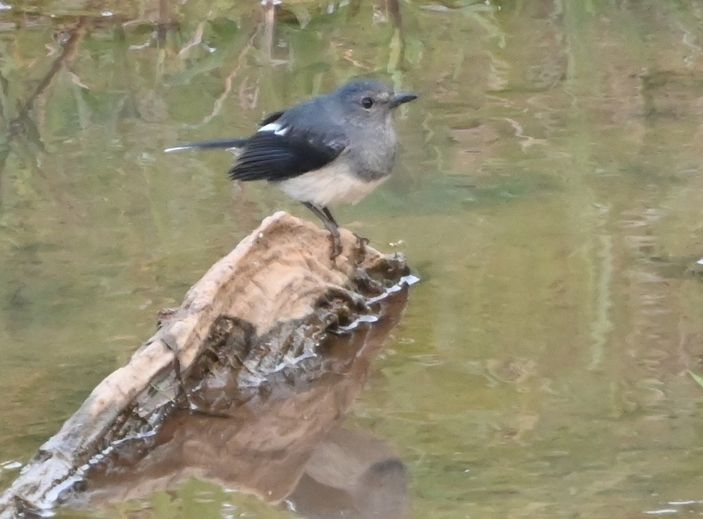Oriental Magpie-Robin - ML645881382