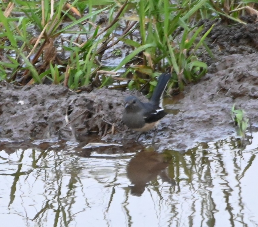 Oriental Magpie-Robin - ML645881383