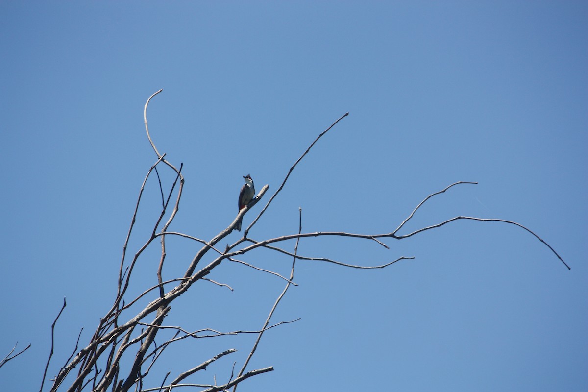 コウラウン - ML645881384