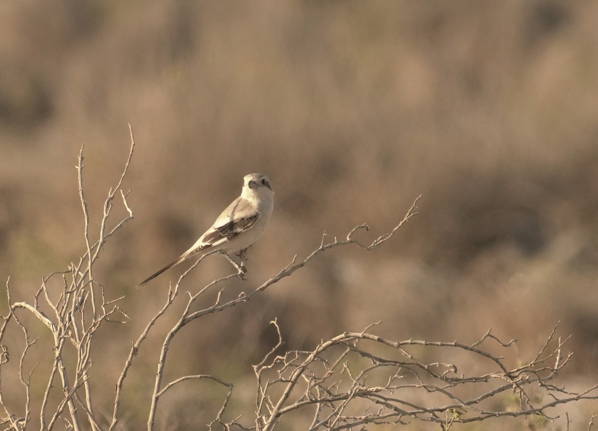 Isabelline Shrike - ML645881388
