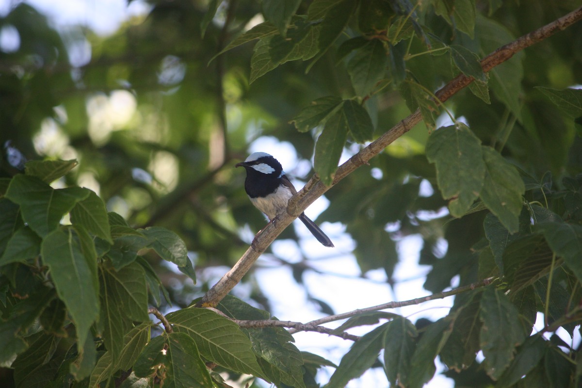 ルリオーストラリアムシクイ - ML645881392