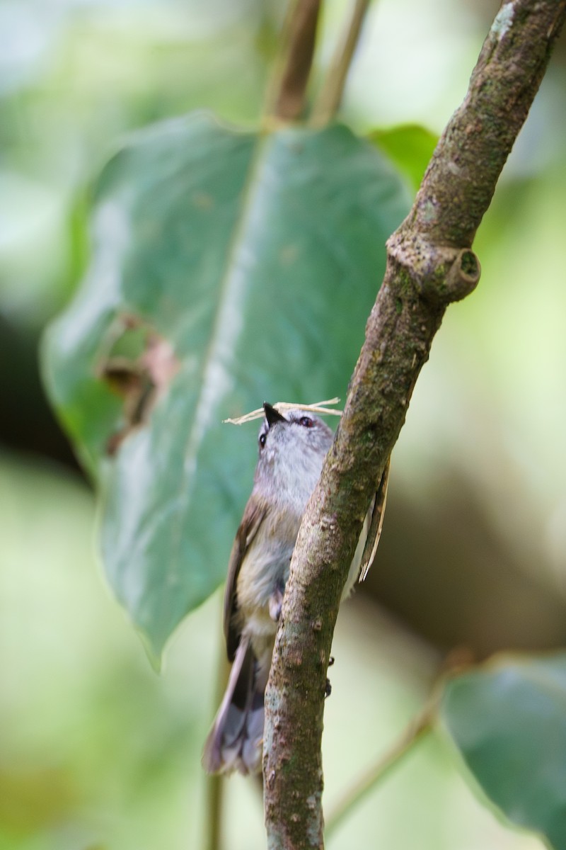 チャイロセンニョムシクイ - ML645881394