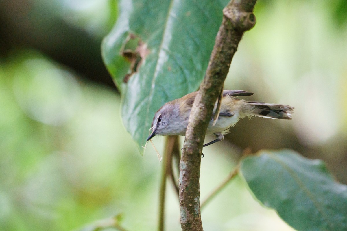 チャイロセンニョムシクイ - ML645881395