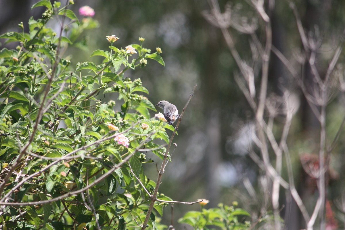 Mistletoebird - ML645881396