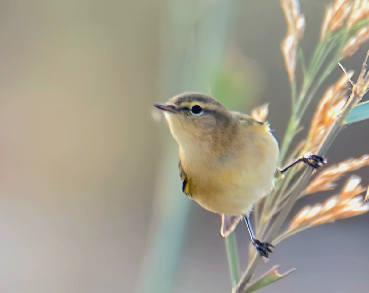 Mosquitero Común - ML645881412