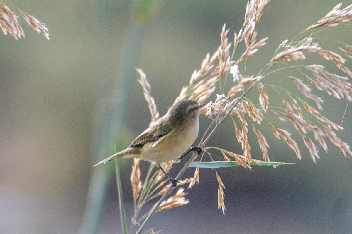 Mosquitero Común - ML645881414