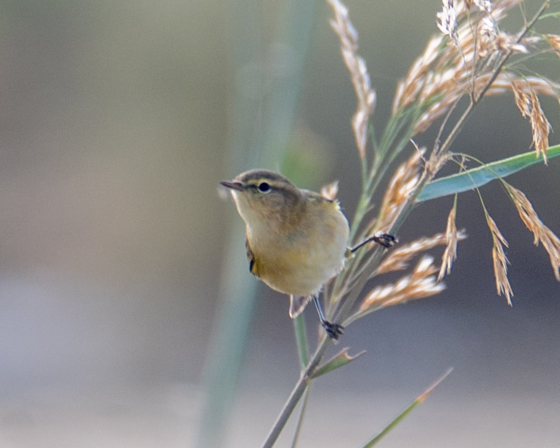 Mosquitero Común - ML645881415