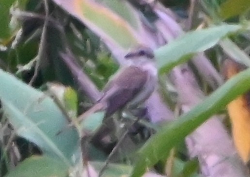 Gray Bushchat - ML645881416
