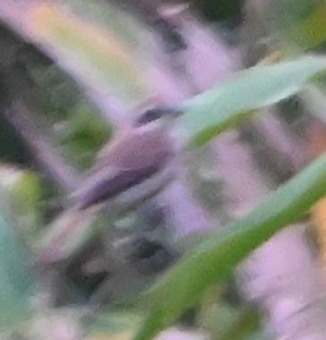 Gray Bushchat - ML645881417