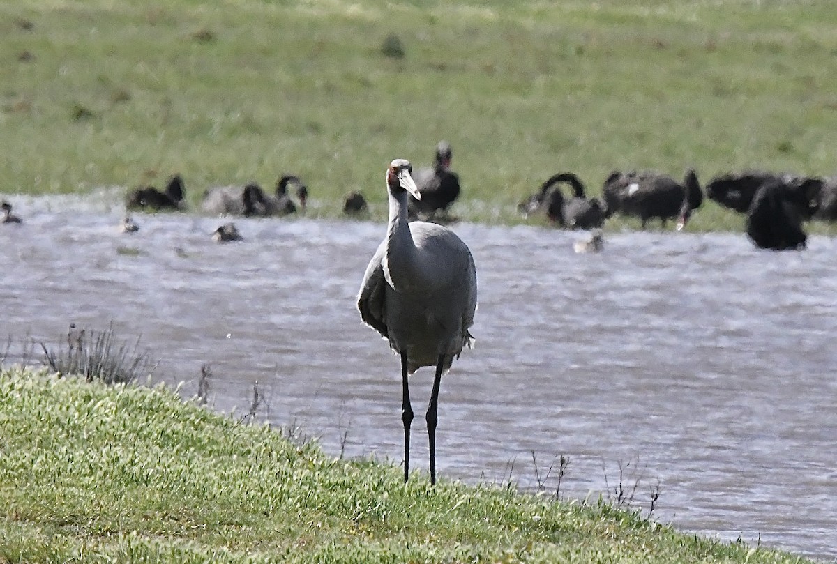 Brolga - ML645881418