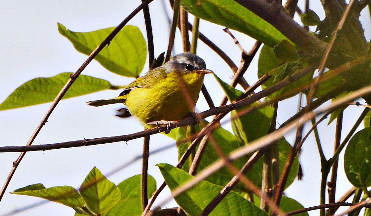 Gray-hooded Warbler - ML645881422