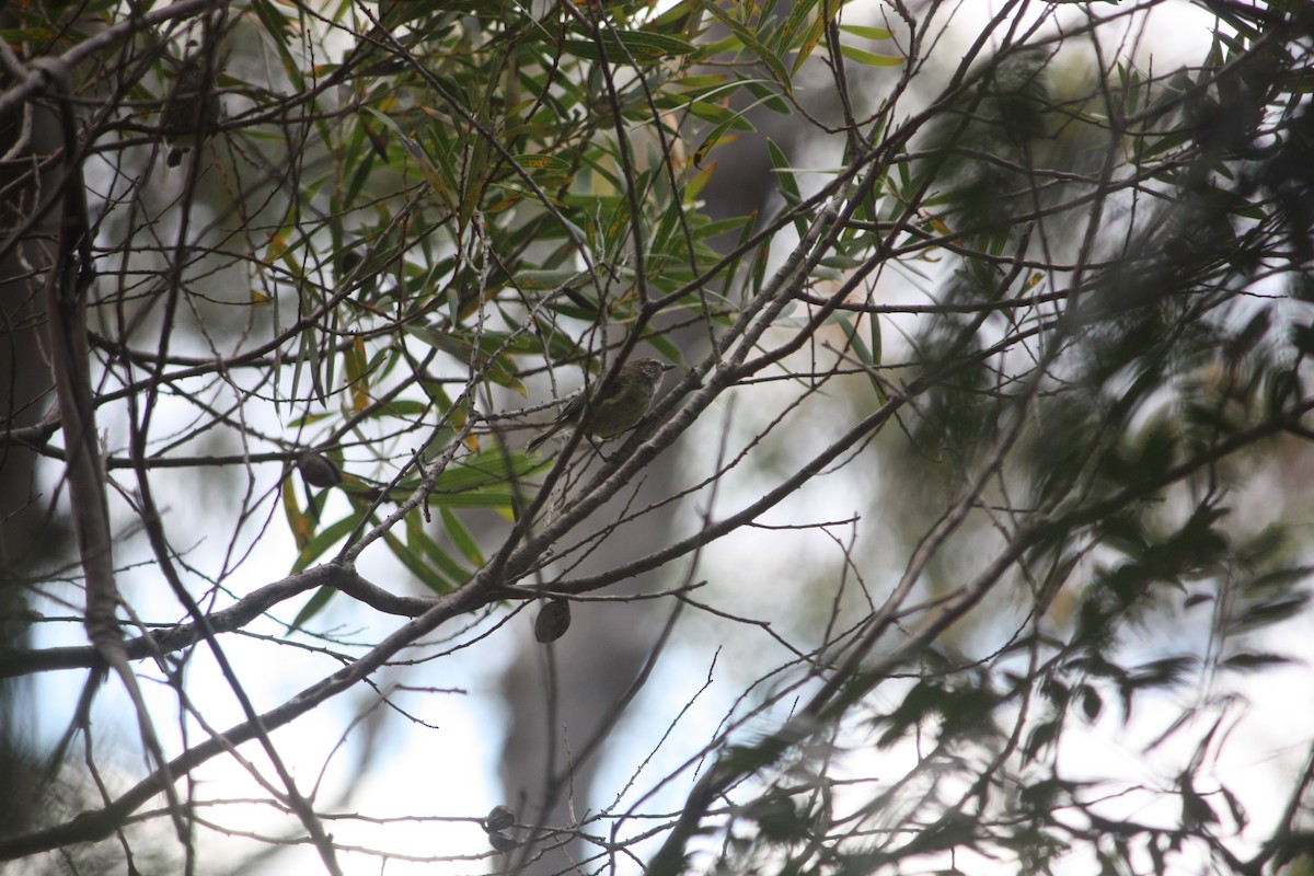 ムナフトゲハシムシクイ - ML645881427