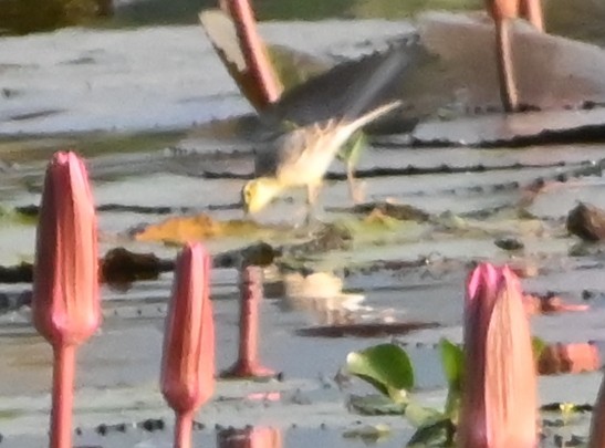 黃頭鶺鴒 - ML645881432