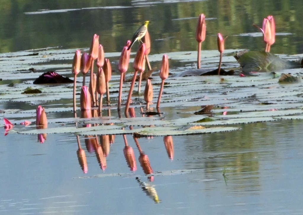 黃頭鶺鴒 - ML645881433