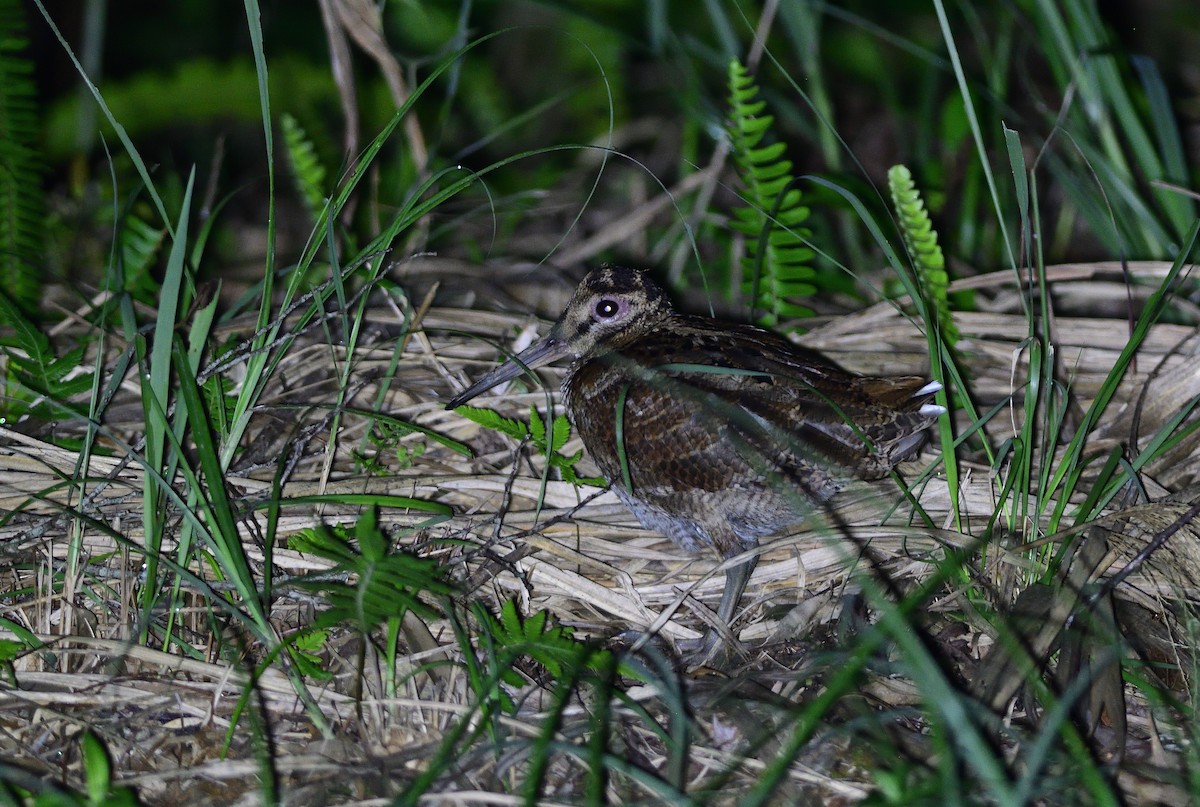 Amami Woodcock - ML645881435