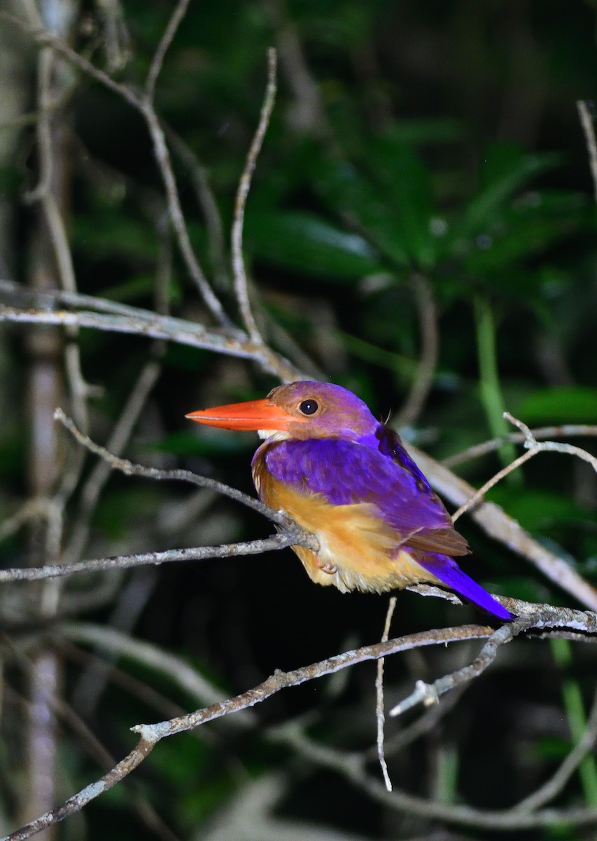 Ruddy Kingfisher - ML645881438