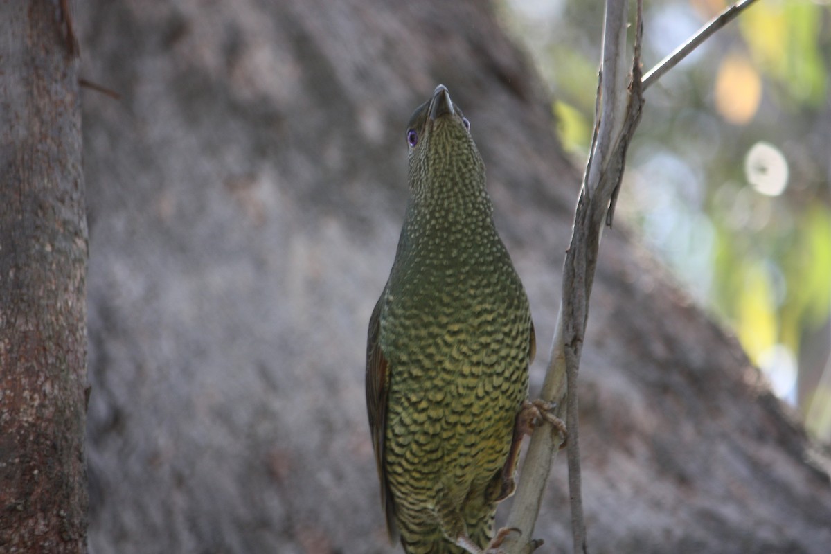 アオアズマヤドリ - ML645881439