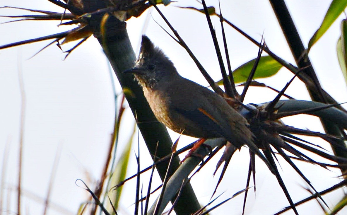 Югина темнокрила - ML645881440