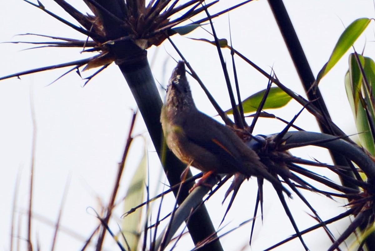 Stripe-throated Yuhina - ML645881441