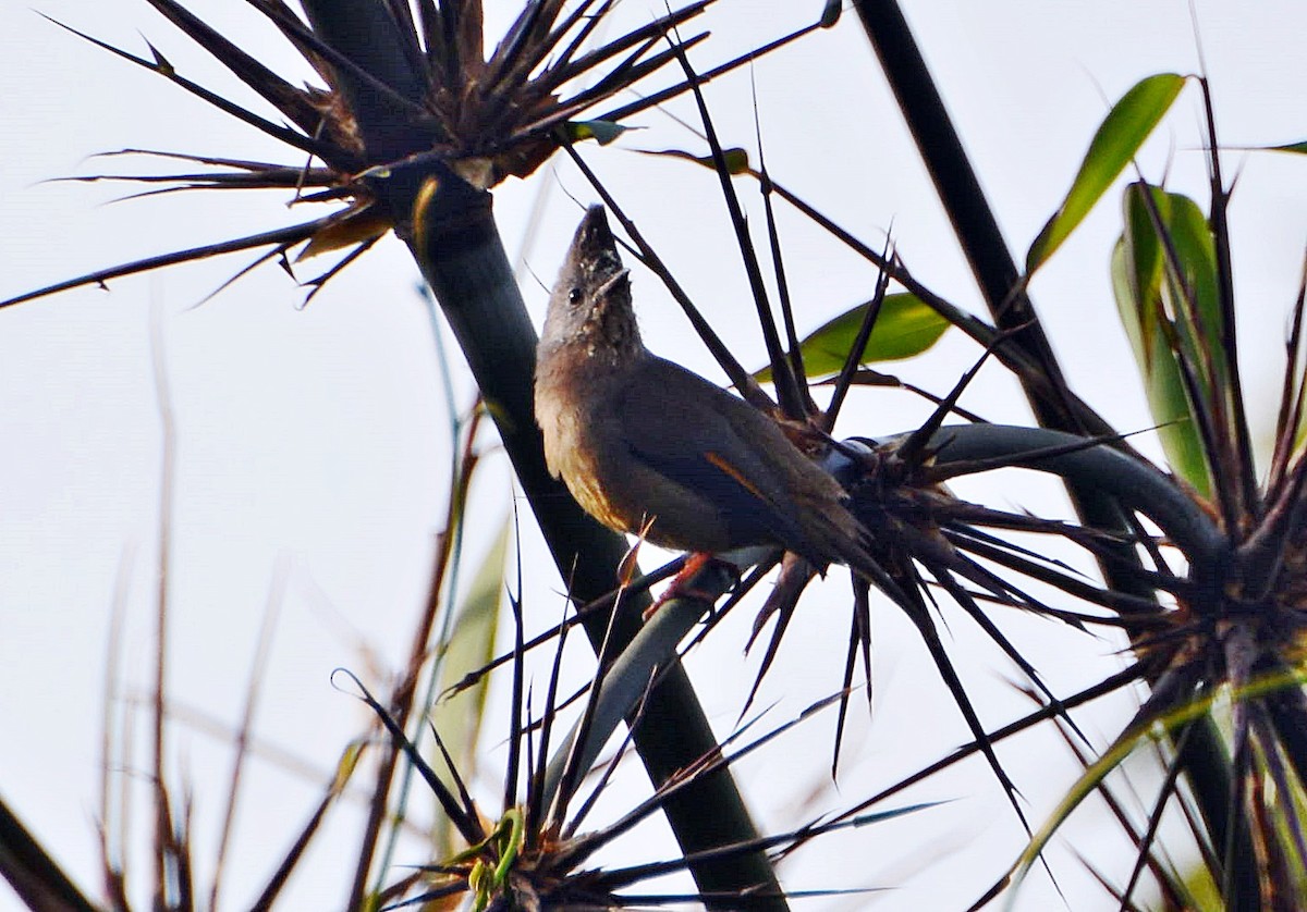 Stripe-throated Yuhina - ML645881442