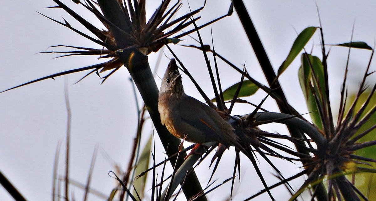 Stripe-throated Yuhina - ML645881443