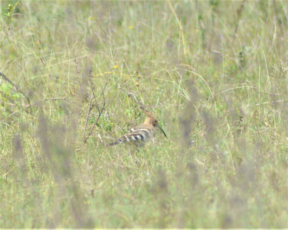 Common Hoopoe - ML645881445