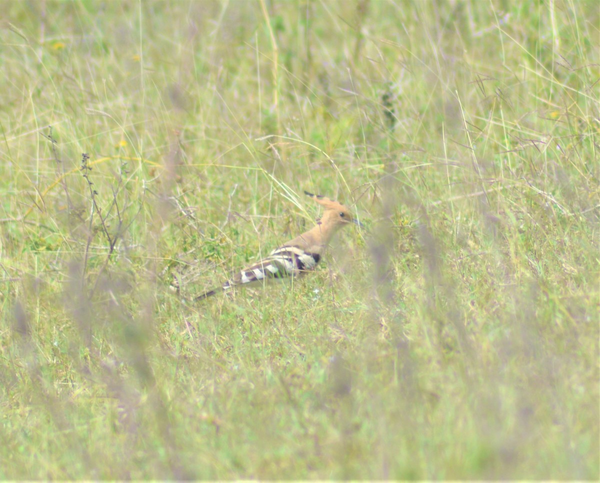Common Hoopoe - ML645881446