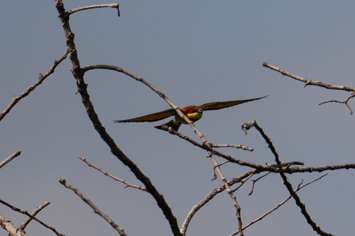 Chestnut-headed Bee-eater - ML645881449