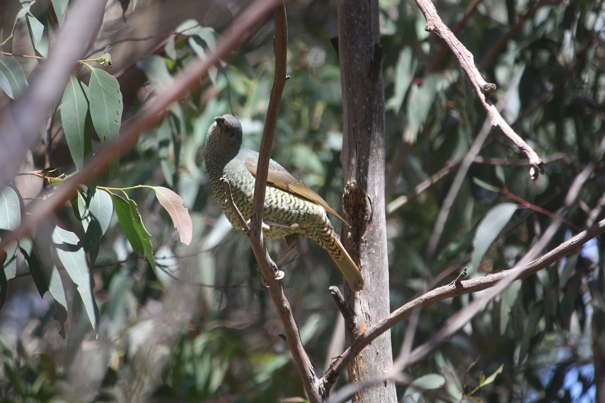 Satin Bowerbird - ML645881450