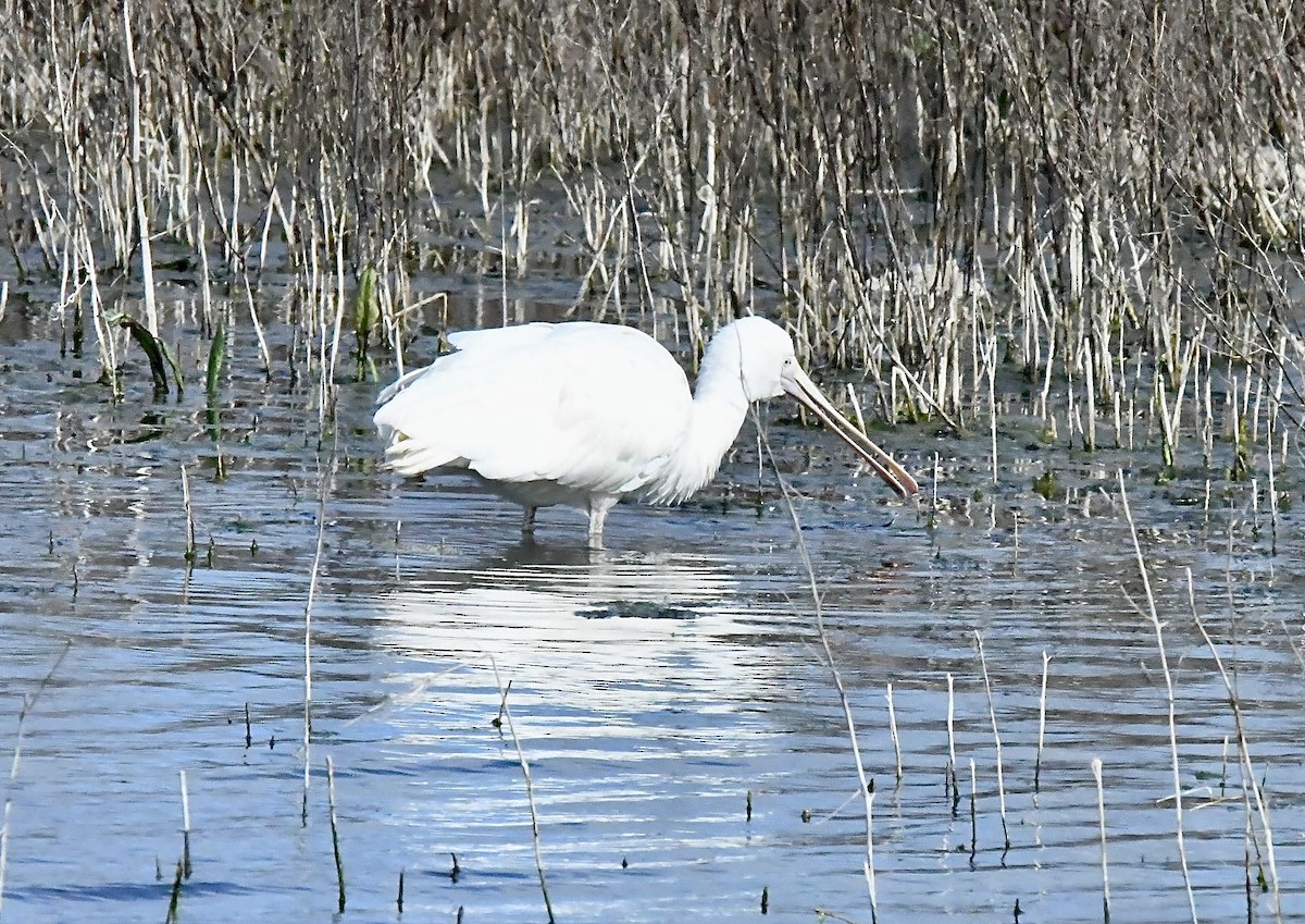 Yellow-billed Spoonbill - ML645881451
