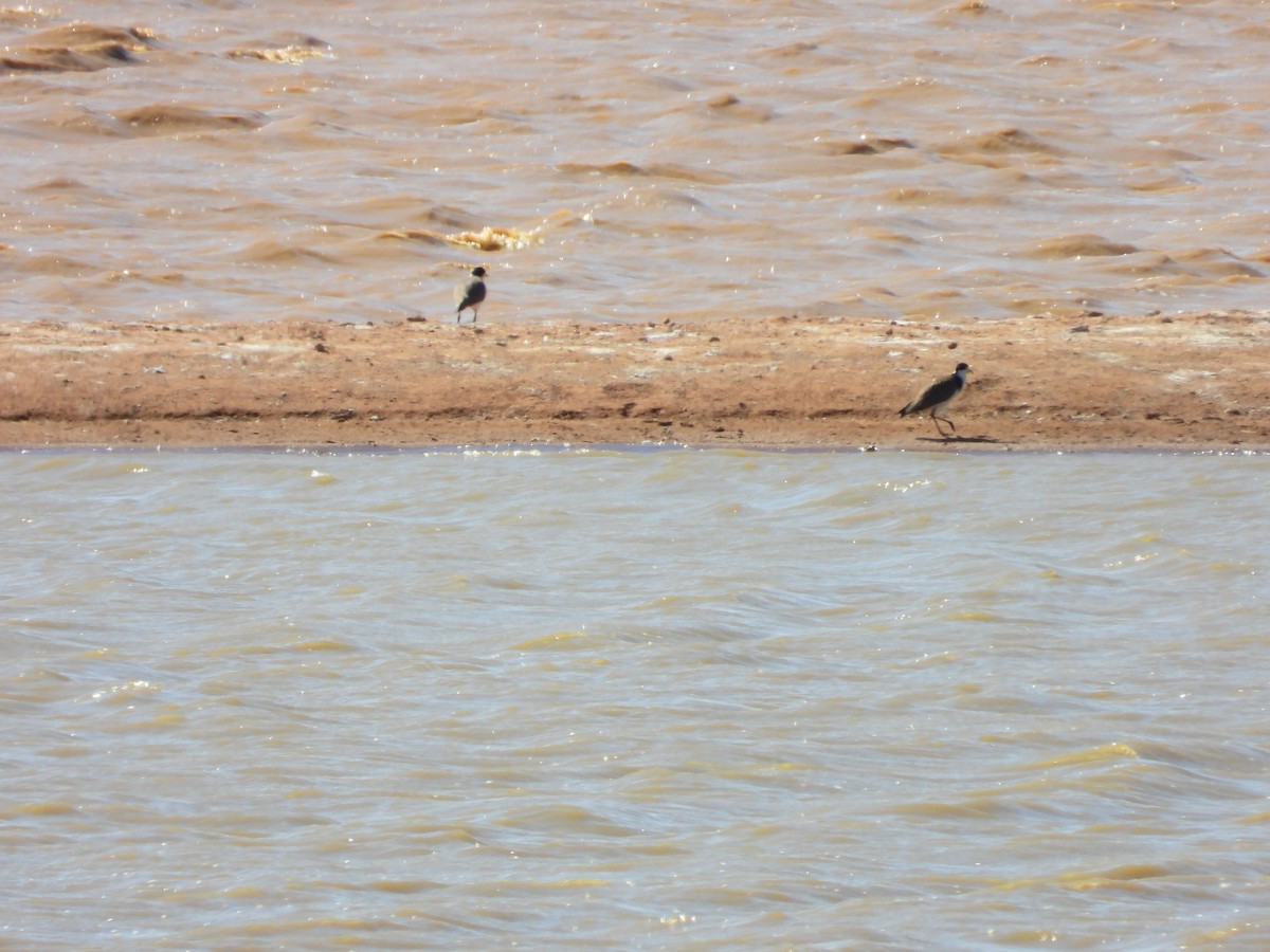 Masked Lapwing - ML645881452