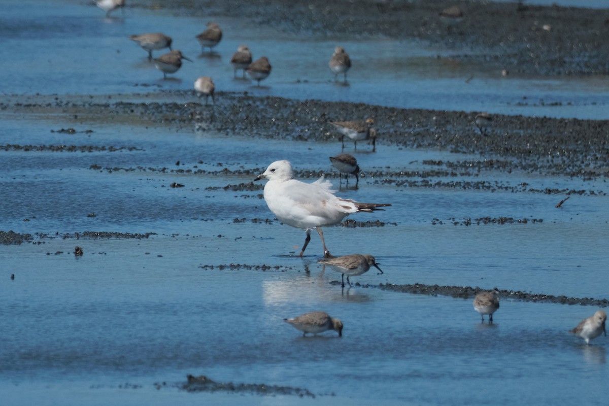 Relict Gull - ML645881453