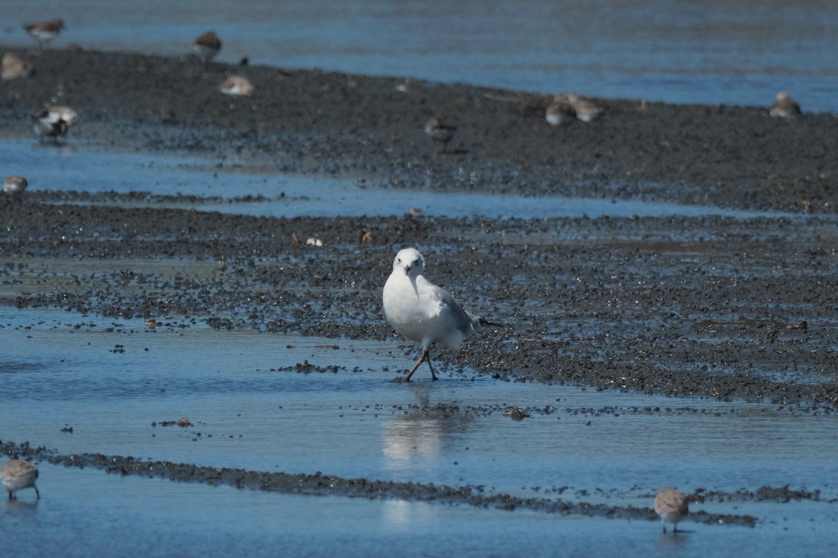 Relict Gull - ML645881454