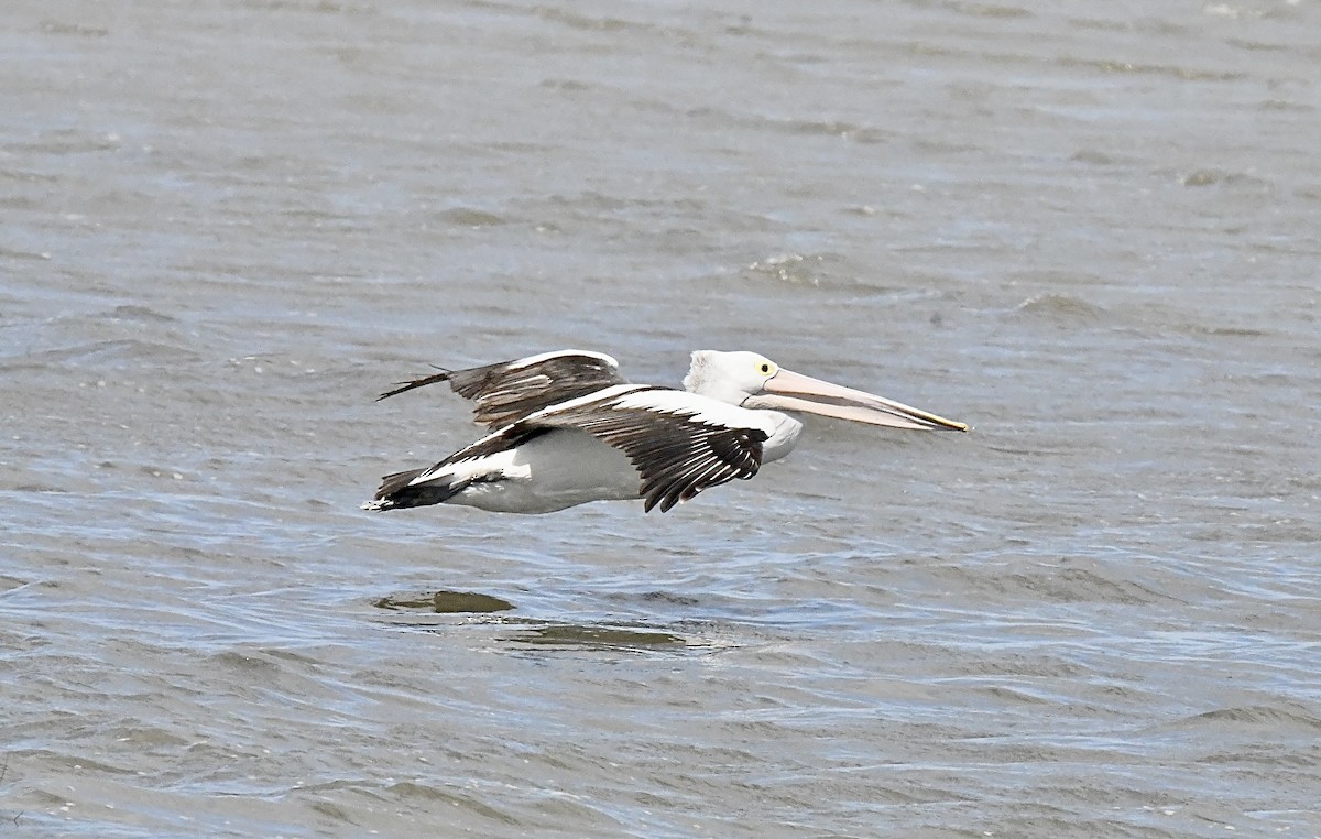 Australian Pelican - ML645881455