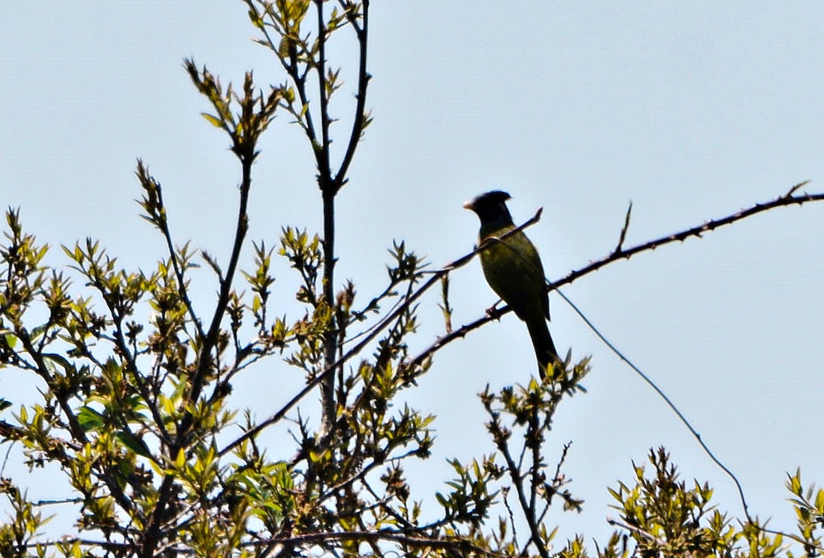 Crested Finchbill - ML645881456