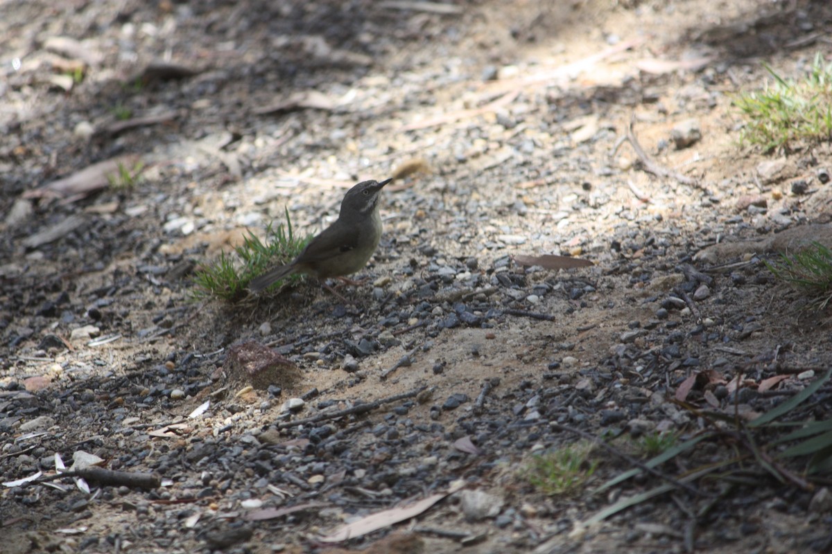 White-browed Scrubwren - ML645881459
