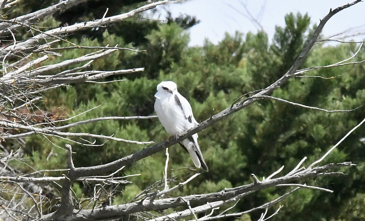 Black-shouldered Kite - ML645881460