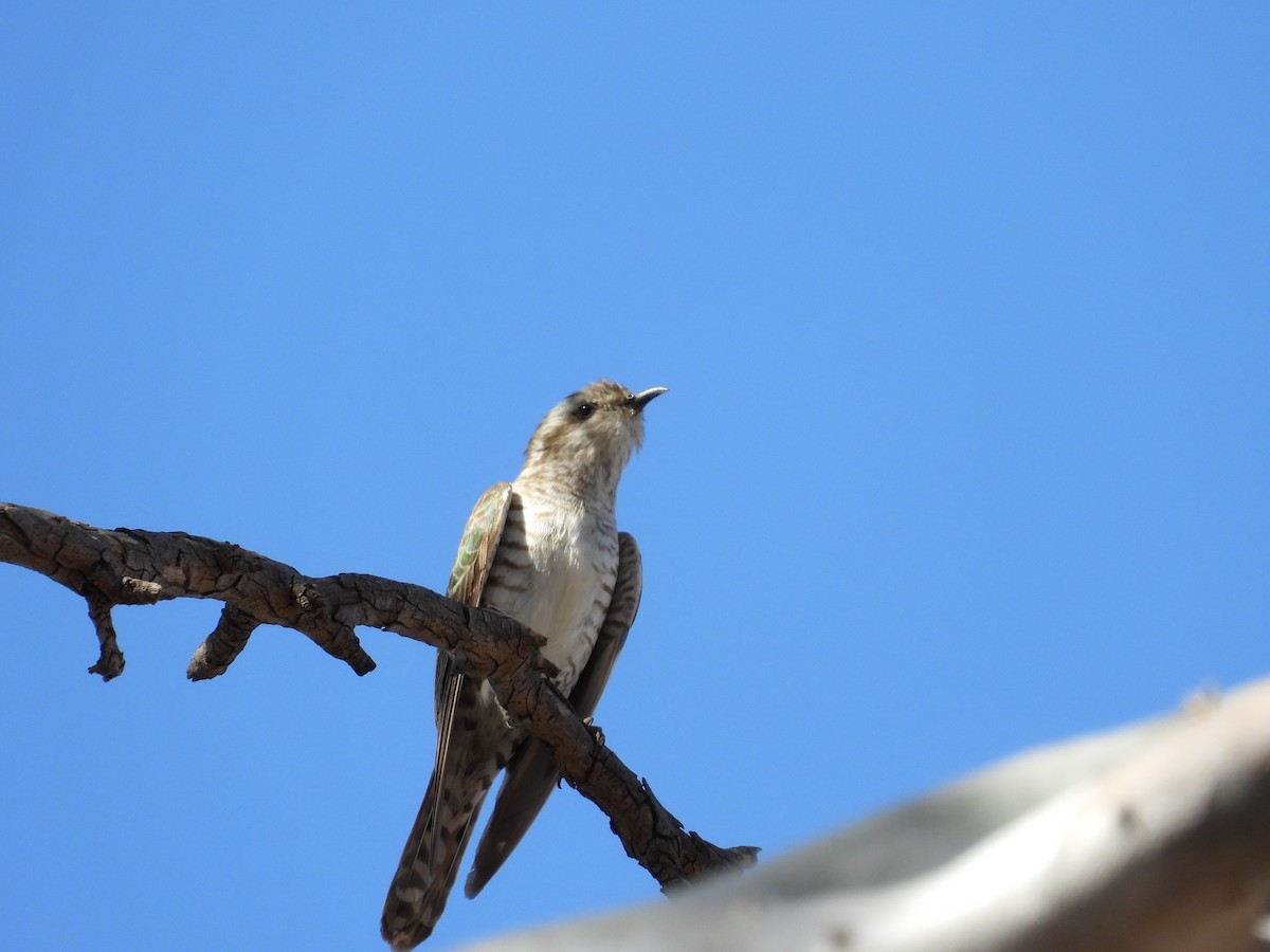 Horsfield's Bronze-Cuckoo - ML645881461