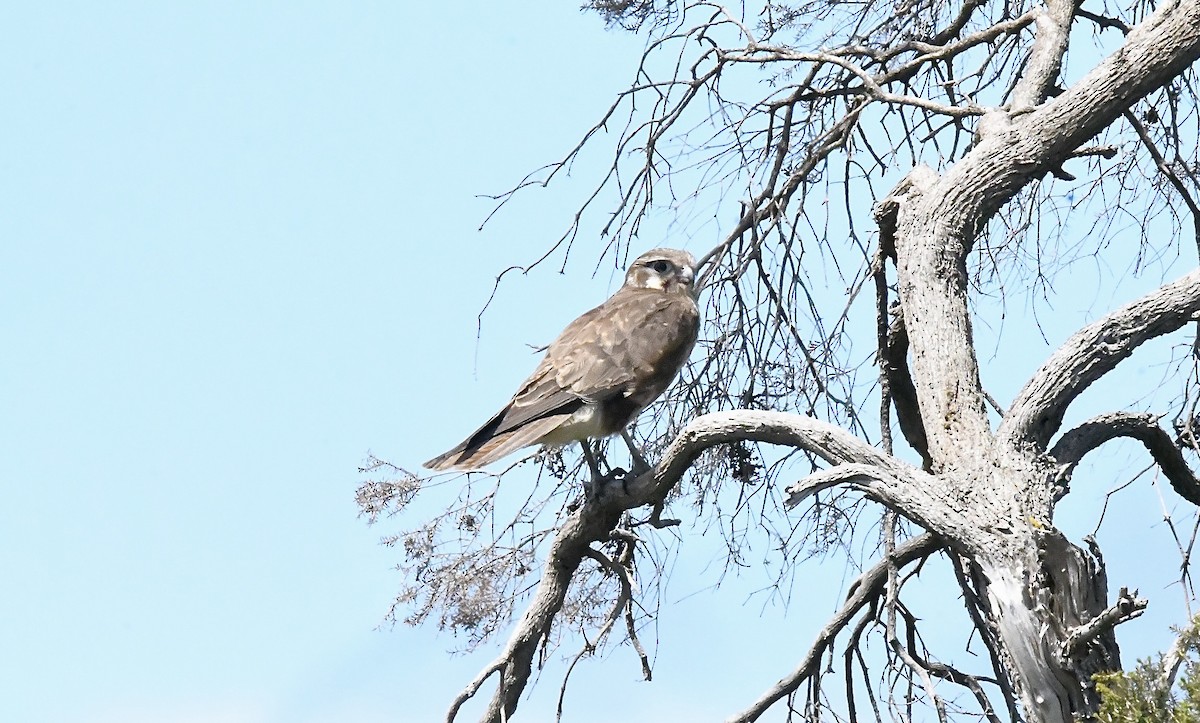 Brown Falcon - ML645881462