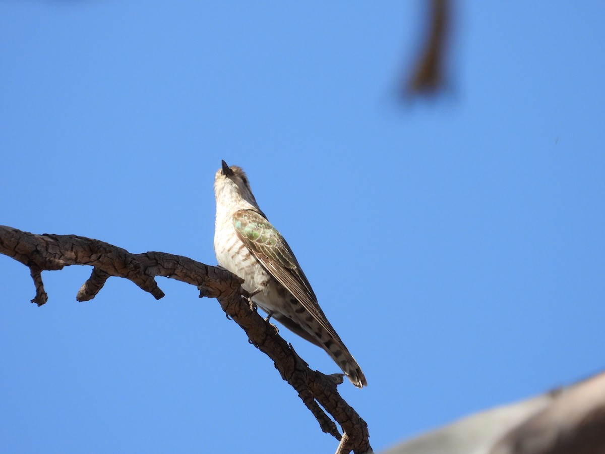 Horsfield's Bronze-Cuckoo - ML645881463