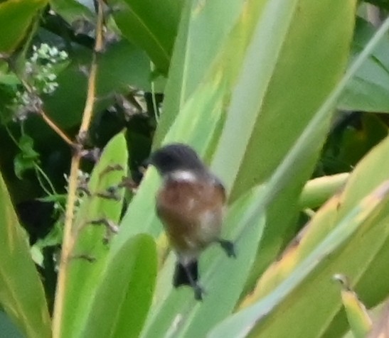 Siberian Stonechat - ML645881464