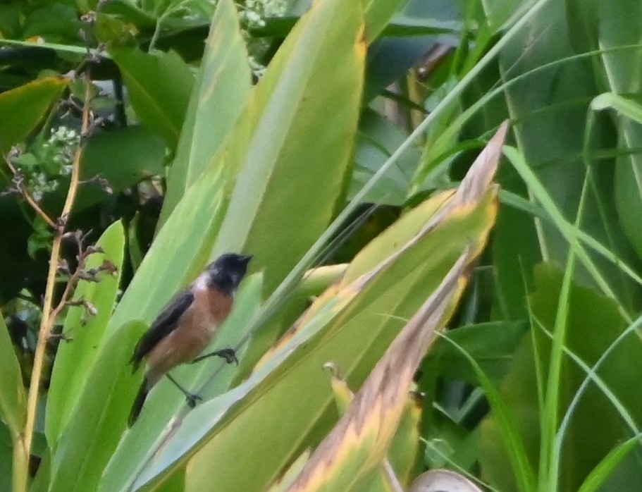 Siberian Stonechat - ML645881465