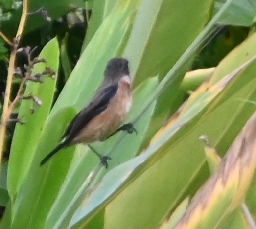 Siberian Stonechat - ML645881466