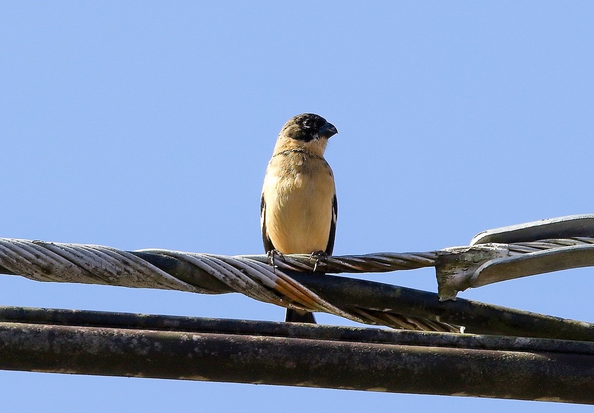 Morelet's Seedeater - ML645881467