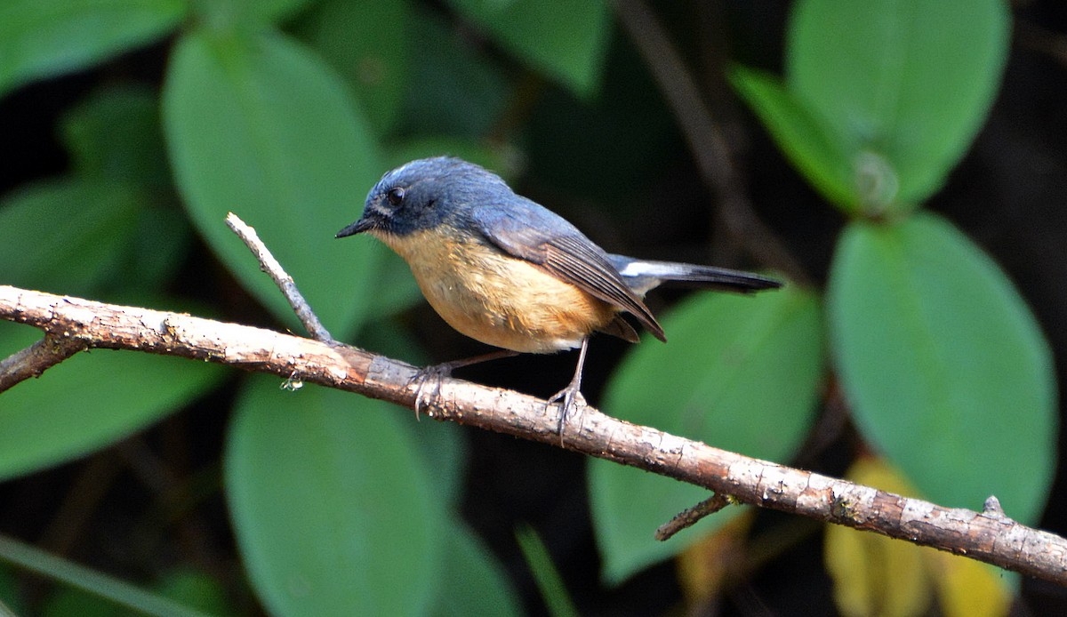Slaty-blue Flycatcher - ML645881468