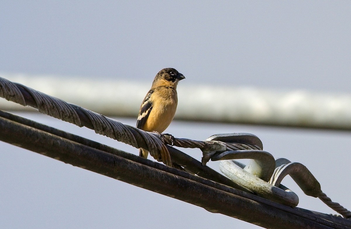 Morelet's Seedeater - ML645881469