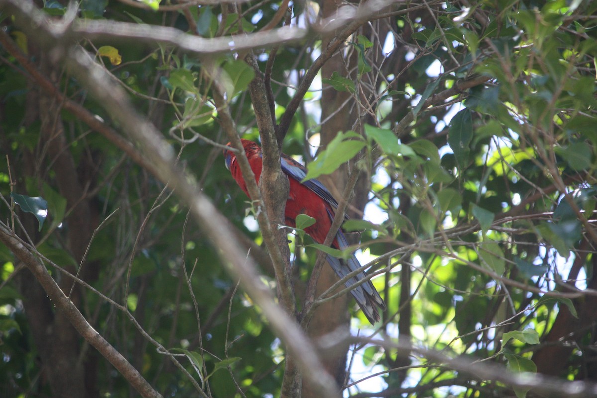 Crimson Rosella - ML645881470