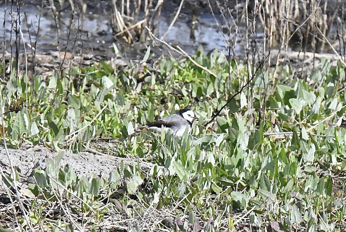 White-fronted Chat - ML645881471
