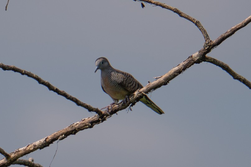 Zebra Dove - ML645881472
