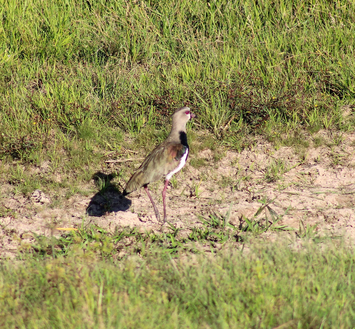Southern Lapwing - ML645881473